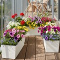 Plastový květináč Bouquet Riflo 56x19 cm krémový