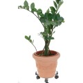 Stojan na květiny na kolečkách Planten