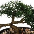 Umělá rostlina v květináči BONSAI 23 cm zelená 