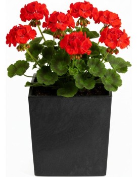 Květináč FLORE Beton 30,5x29,5x29,5 cm černý