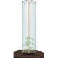 Pěstební fóliovník TOMATOES 38,5 cm transparentní