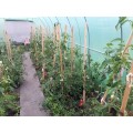 Fóliovník AUREA 2x3,5m zelený