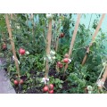 Fóliovník AUREA 2x3,5m zelený
