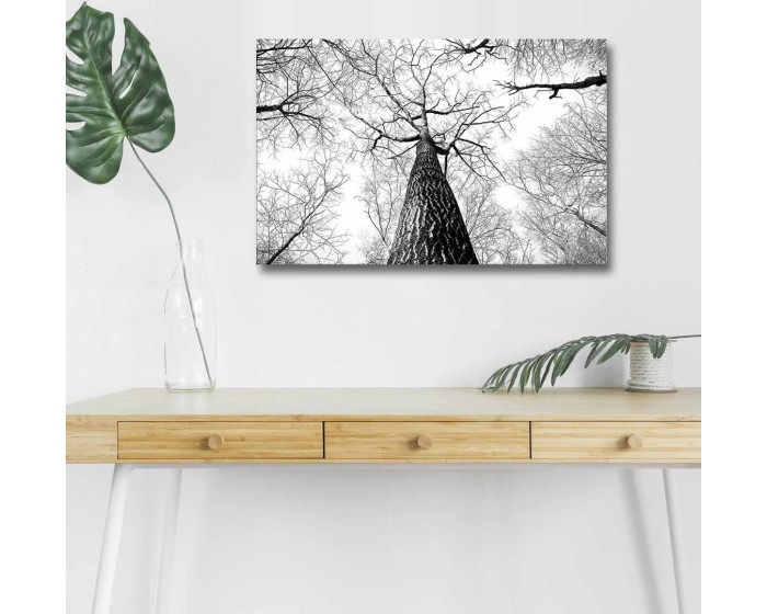 Obraz s LED osvětlením KORUNA STROMU 68 45 x 70 cm
