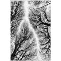 Sada 2 kusů koupelnových předložek Tree černá/bílá