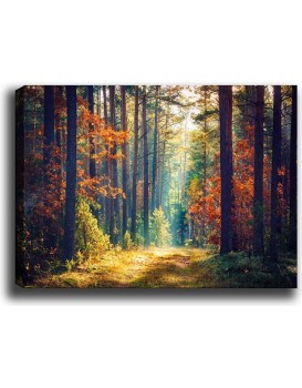Obraz na plátně Miracle forest 50x70 cm