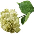 Umělá květina VIRIDIS HORTENSIA 73 cm bílá/zelená