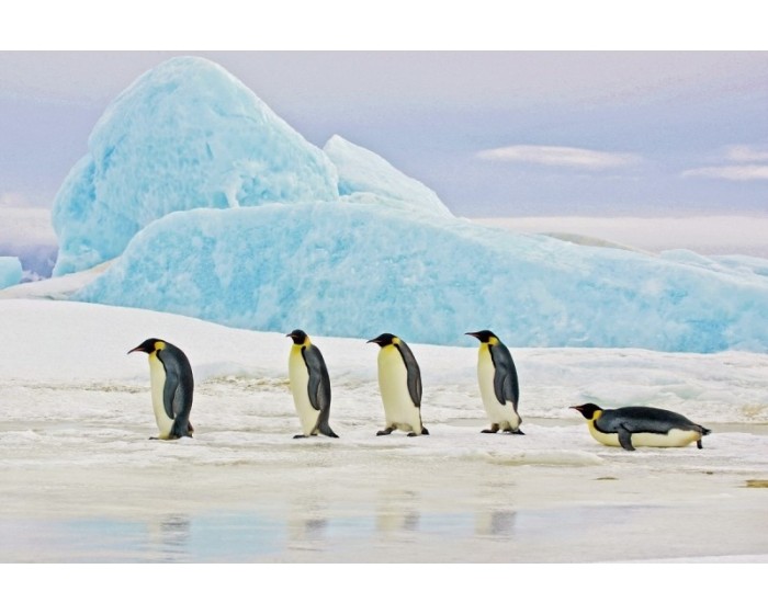 Obraz Penguins 120x80 cm vícebarevný