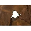 Stolní lampa Kepala 35 cm z masivu hnědá