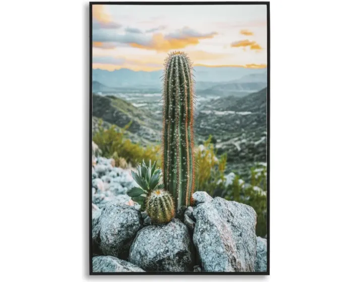 Obraz Cactus A 60x90 cm vícebarevný