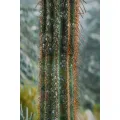 Obraz Cactus A 60x90 cm vícebarevný