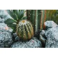 Obraz Cactus A 60x90 cm vícebarevný