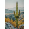 Obraz Cactus B 60x90 cm vícebarevný