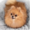 Kulatý pelíšek pro psy a kočky Plush vel. M 80 cm světle šedý